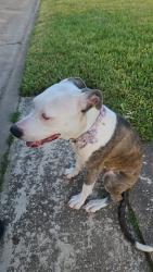 Found/Stray Female Dog last seen Dow park, glenvalley Neighborhood, wilmerdean st., Houston, TX 77033