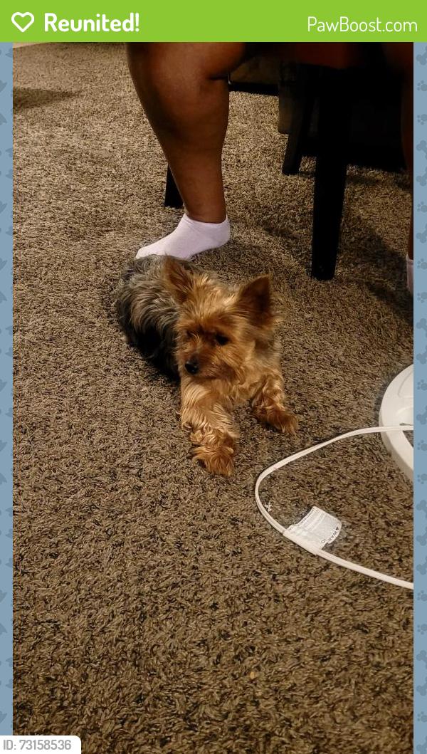 Reunited Male Dog last seen Old branch Ave, Camp Springs, MD 20746