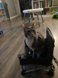 Reunited Female Cat last seen Liberty Square, Acworth, GA 30101