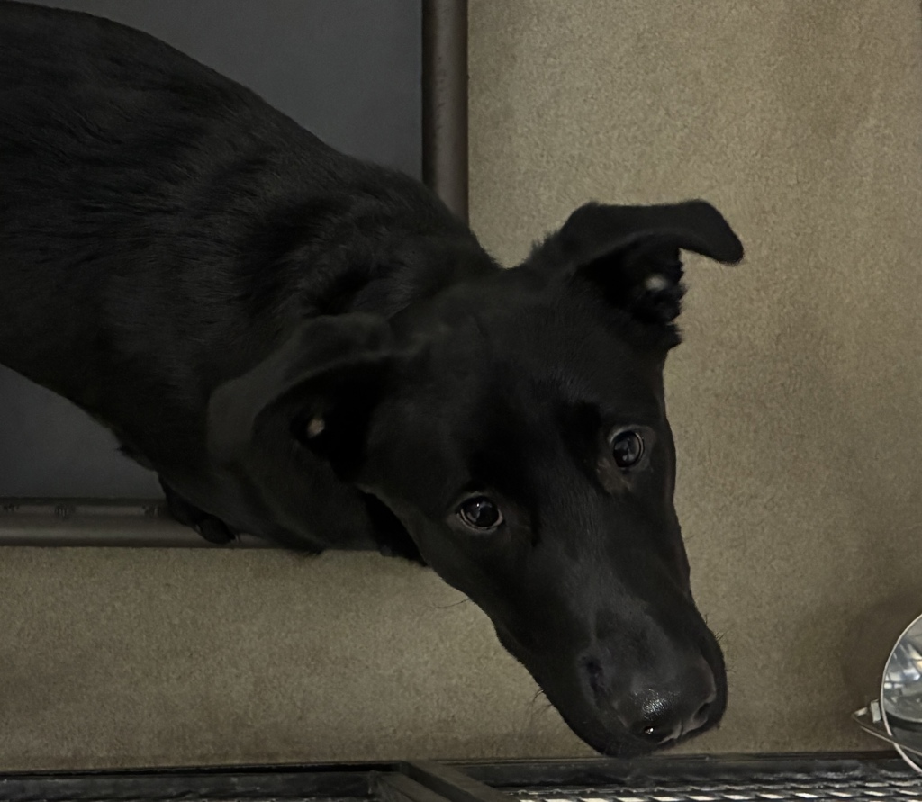 Shelter Stray Male Dog last seen Near N pinecrest Canyon Road, Emigration Canyon Township, UT, 84108, 511 W 3900 S, Salt Lake City, UT 84123, USA