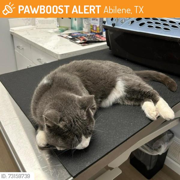 Found/Stray Male Cat last seen Chaucer & Squire's Rd, Abilene, TX 79602