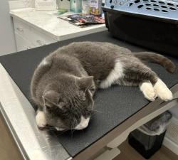 Found/Stray Male Cat last seen Chaucer & Squire's Rd, Abilene, TX 79602