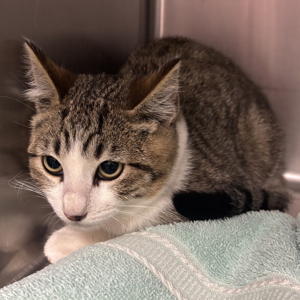 Shelter Stray Male Cat last seen SE Alpine Road, OLALLA, WA, 98359, 9167 Dickey Rd NW, Silverdale, WA 98383, USA