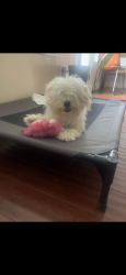 Reunited Male Dog last seen Falcons Lair, Mesquite, TX 75181, USA, Mesquite, TX 75181