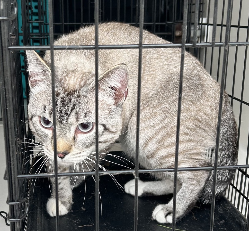 Shelter Stray Male Cat last seen Near Christian Court, VIRGINIA BEACH, VA, 23464, 341 S Birdneck Rd, Virginia Beach, VA 23451, USA
