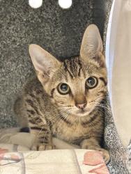 Shelter Stray Male Cat last seen Near Lampting Drive, PFLUGERVILLE, TX, 78660, 7201 Levander Loop bldg a, Austin, TX 78702, USA