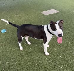Shelter Stray Female Dog last seen n/a, AUSTIN, TX, 78745, 7201 Levander Loop bldg a, Austin, TX 78702, USA