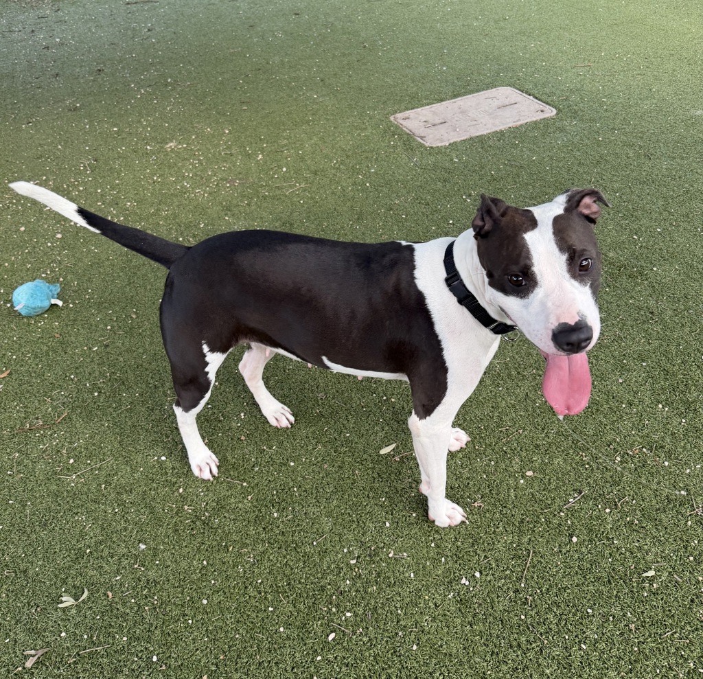 Shelter Stray Female Dog last seen n/a, AUSTIN, TX, 78745, 7201 Levander Loop bldg a, Austin, TX 78702, USA