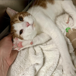 Shelter Stray Male Cat last seen Near MacKinac Island Lane, RALEIGH, NC, 27610, 820 Beacon Lake Dr, Raleigh, NC 27610, USA