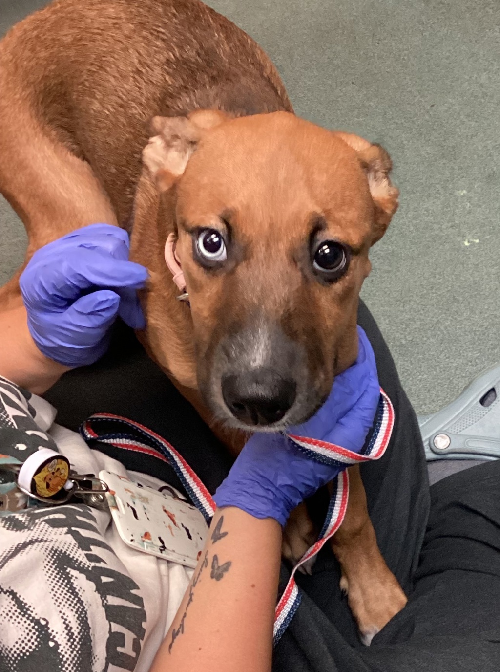 Shelter Stray Female Dog last seen Near triangle town center, RALEIGH, NC, 27616, 820 Beacon Lake Dr, Raleigh, NC 27610, USA