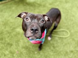 Shelter Stray Female Dog last seen Outside of ACC, NEW YORK, NY, 10029, 326 E 110th St, New York, NY 10029, USA