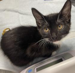 Shelter Stray Male Cat last seen Near Oak Hill Drive, Escondido, CA, 92027, Escondido, CA 92027, USA