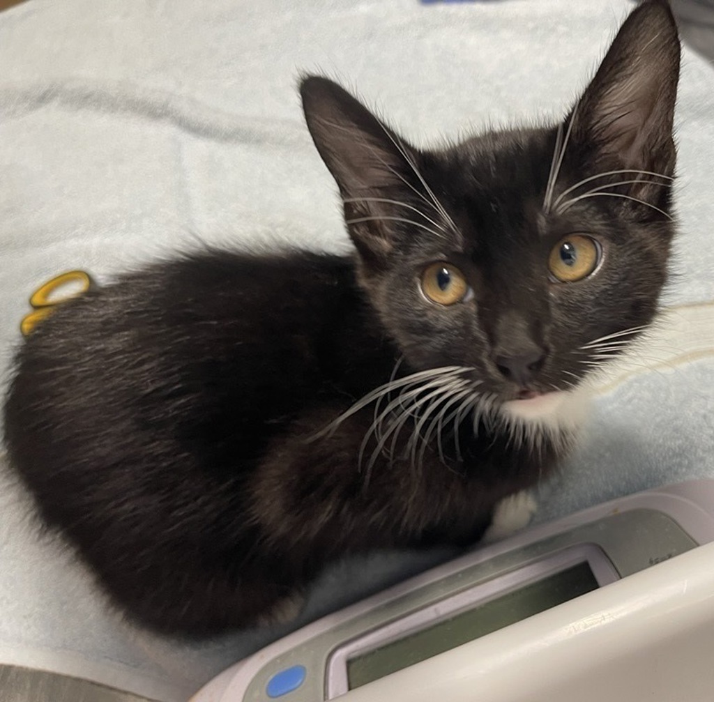 Shelter Stray Male Cat last seen Near Oak Hill Drive, Escondido, CA, 92027, Escondido, CA 92027, USA