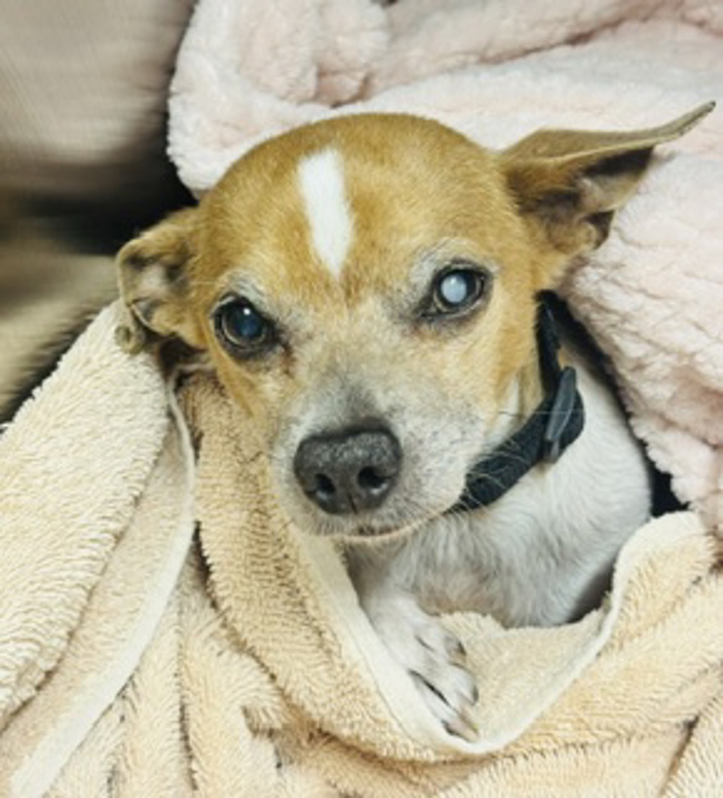 Shelter Stray Male Dog last seen Near Dusk Drive, San Diego, CA, 92139, El Cajon, CA 92020, USA