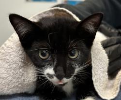Shelter Stray Female Cat last seen Near Lehigh St, San Diego, CA, 92110, 5500 Gaines St, San Diego, CA 92110, USA