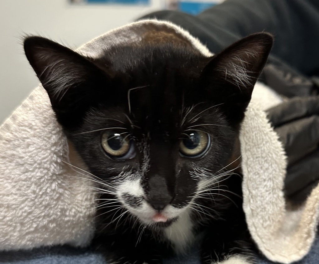 Shelter Stray Female Cat last seen Near Lehigh St, San Diego, CA, 92110, 5500 Gaines St, San Diego, CA 92110, USA