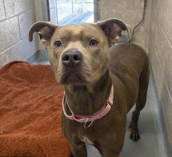 Shelter Stray Female Dog last seen Morrison Bridge, PORTLAND, OR, 97204, 1700 W Historic Columbia River Hwy, Troutdale, OR 97060, USA