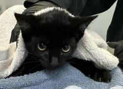 Shelter Stray Male Cat last seen Near Lehigh St, San Diego, CA, 92110, 5500 Gaines St, San Diego, CA 92110, USA