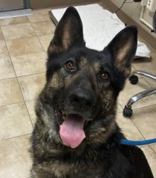 Shelter Stray Female Dog last seen SW 257th / SW 28th, TROUTDALE, OR, 97060, 1700 W Historic Columbia River Hwy, Troutdale, OR 97060, USA