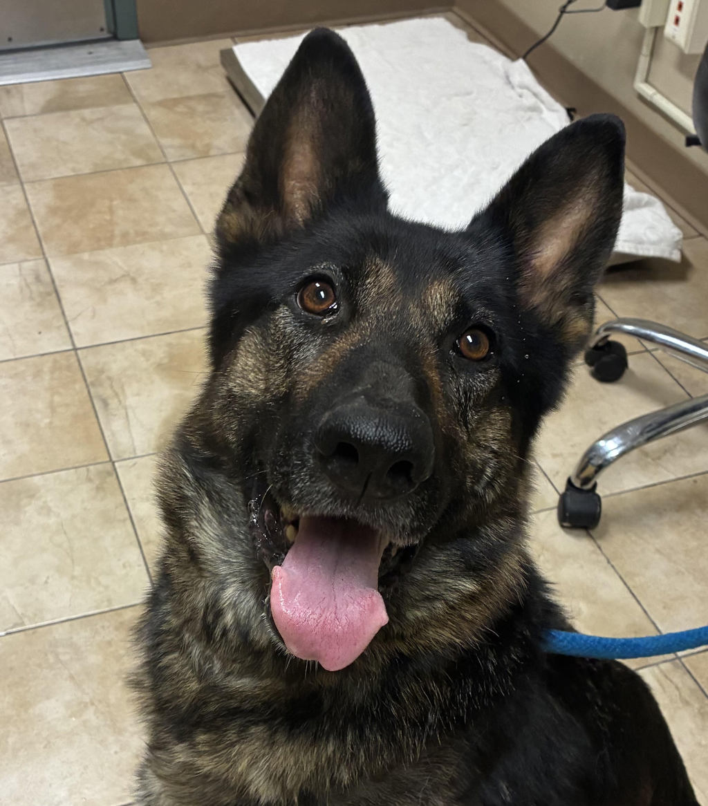 Shelter Stray Female Dog last seen SW 257th / SW 28th, TROUTDALE, OR, 97060, 1700 W Historic Columbia River Hwy, Troutdale, OR 97060, USA