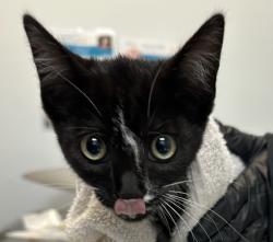 Shelter Stray Female Cat last seen Near Lehigh St, San Diego, CA, 92110, 5500 Gaines St, San Diego, CA 92110, USA