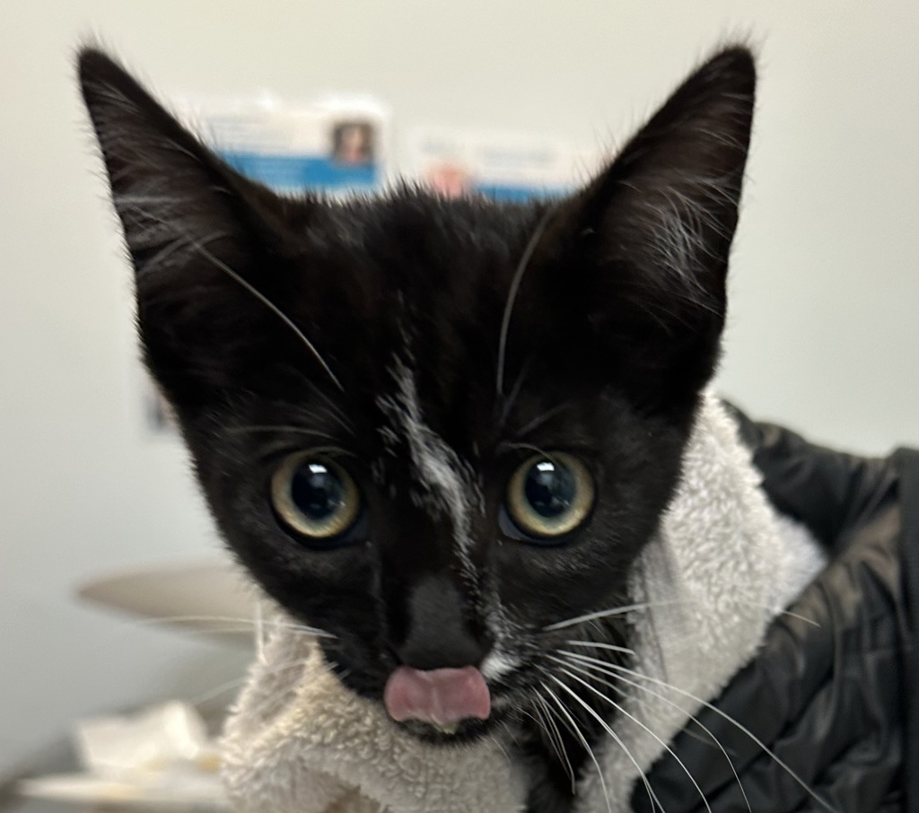 Shelter Stray Female Cat last seen Near Lehigh St, San Diego, CA, 92110, 5500 Gaines St, San Diego, CA 92110, USA