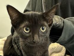 Shelter Stray Female Cat last seen Near Lehigh St, San Diego, CA, 92110, 5500 Gaines St, San Diego, CA 92110, USA