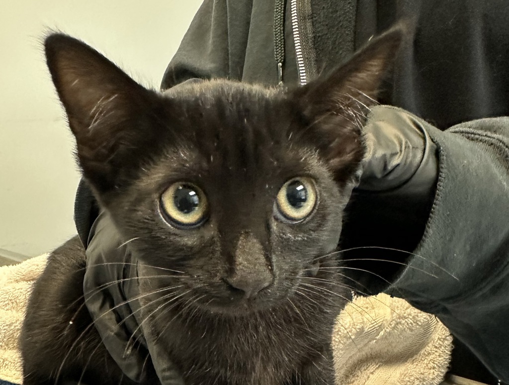 Shelter Stray Female Cat last seen Near Lehigh St, San Diego, CA, 92110, 5500 Gaines St, San Diego, CA 92110, USA