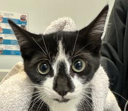 Shelter Stray Female Cat last seen Near Lehigh St, San Diego, CA, 92110, 5500 Gaines St, San Diego, CA 92110, USA