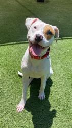 Shelter Stray Female Dog last seen Near Harbor Drive, Oceanside, CA, 92054, Oceanside, CA 92058, USA