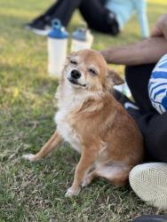 Lost Female Dog last seen Plantation lake, Katy, TX 77449