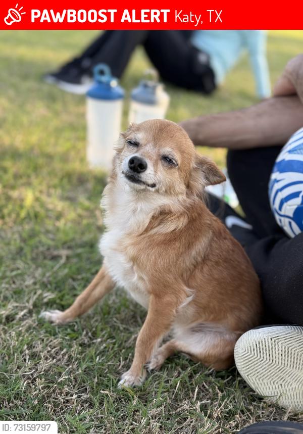 Lost Female Dog last seen Plantation lake, Katy, TX 77449