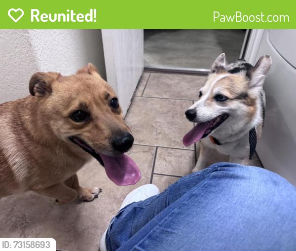 Reunited Unknown Dog last seen Coppergate Rd, Converse, TX 78109