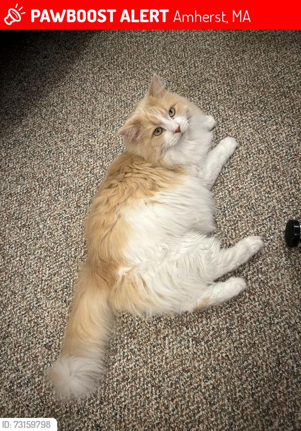 Lost Male Cat last seen Near spring st amherst Ma, Amherst, MA 01002