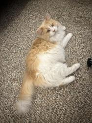 Lost Male Cat last seen Near spring st amherst Ma, Amherst, MA 01002