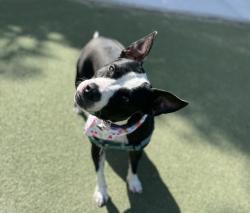 Shelter Stray Female Dog last seen Near W Pointe Loma Boulevard, San Diego, CA, 92107, 5500 Gaines St, San Diego, CA 92110, USA