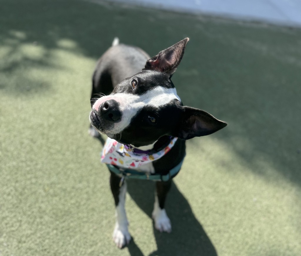 Shelter Stray Female Dog last seen Near W Pointe Loma Boulevard, San Diego, CA, 92107, 5500 Gaines St, San Diego, CA 92110, USA
