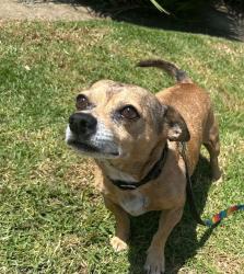 Shelter Stray Male Dog last seen Divison Street, Oceanside, CA, 92054, Oceanside, CA 92058, USA