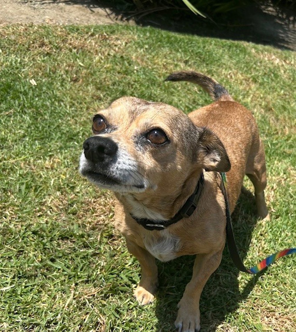 Shelter Stray Male Dog last seen Divison Street, Oceanside, CA, 92054, Oceanside, CA 92058, USA