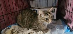 Found/Stray Unknown Cat last seen Hazelwood ave and cedonia, Baltimore, MD 21206