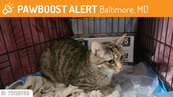 Found/Stray Unknown Cat last seen Hazelwood ave and cedonia, Baltimore, MD 21206