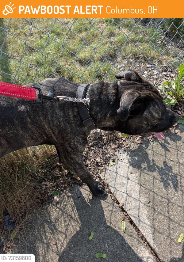 Found/Stray Male Dog last seen Richardson Ave and Terrace back alley, Columbus, OH 43204