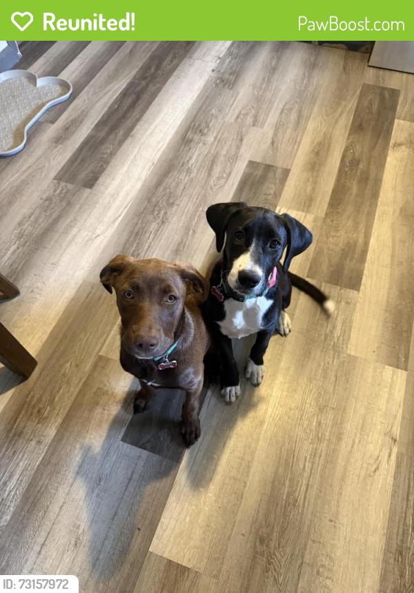 Reunited Female Dog last seen our back yard, Lebanon, PA 17046