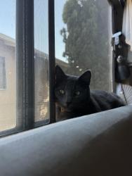 Lost Male Cat last seen Barry and texas, Los Angeles, CA 90025