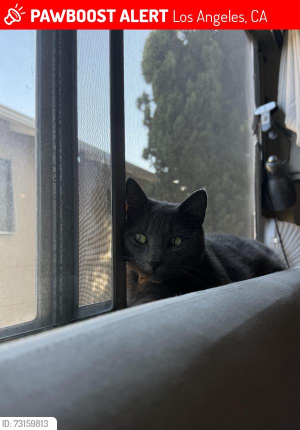 Lost Male Cat last seen Barry and texas, Los Angeles, CA 90025