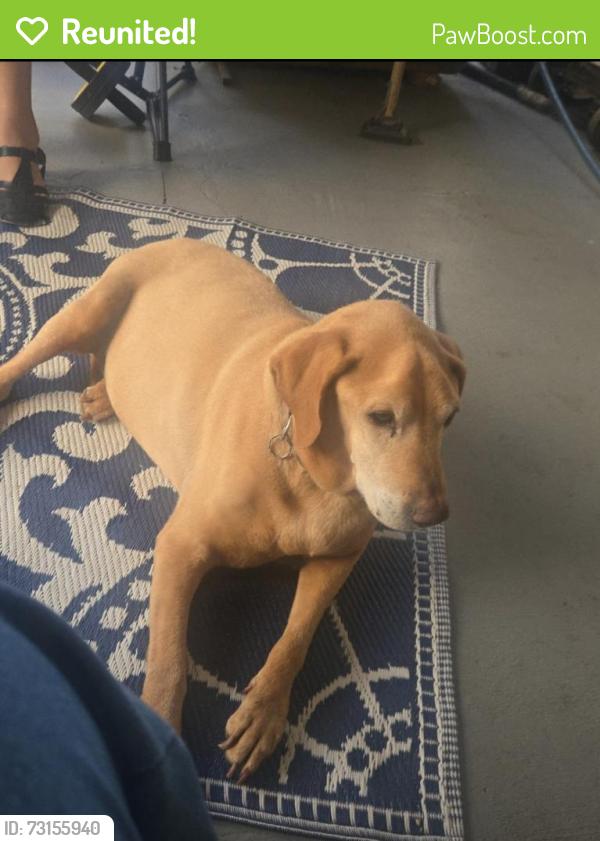 Reunited Female Dog last seen Judith ave & Hollister st., San Diego, CA 92154