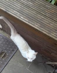 Found/Stray Unknown Cat last seen Frognal, Greater London, England NW3 6YA