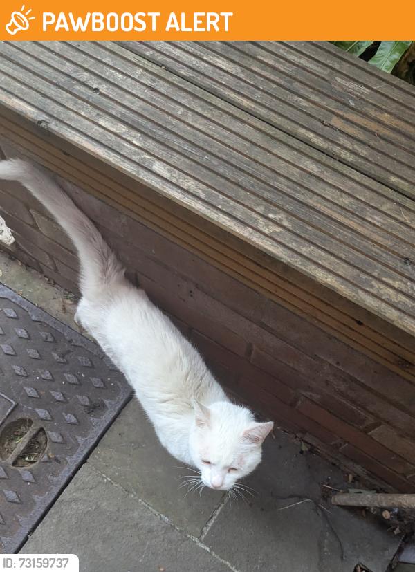 Found/Stray Unknown Cat last seen Frognal, Greater London, England NW3 6YA