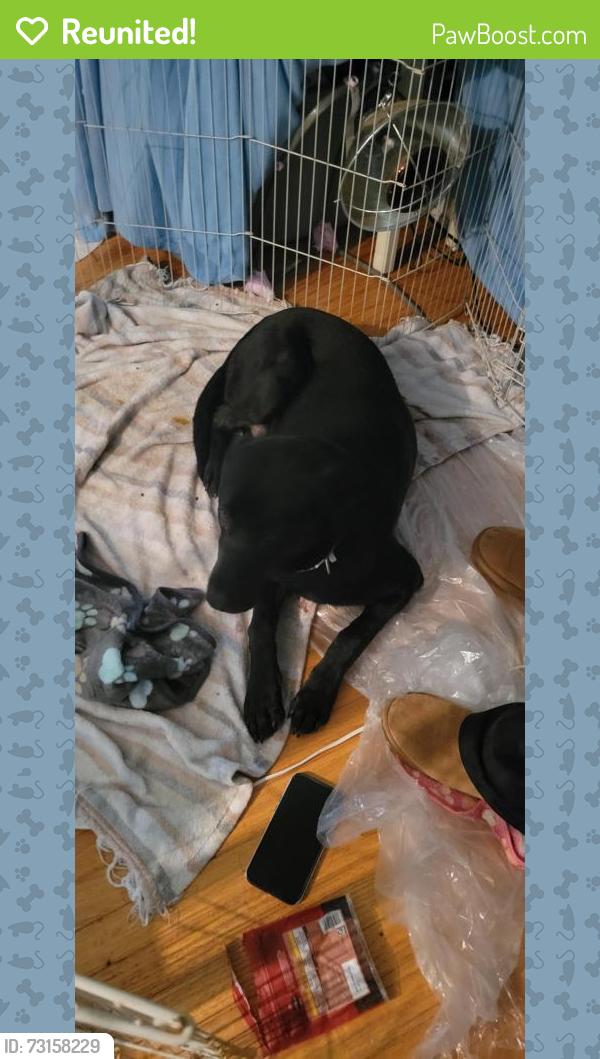 Reunited Female Dog last seen Vance Blocton Road, West Blocton, AL 35184