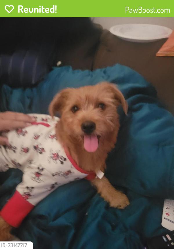 Reunited Female Dog last seen Auburn st, Bakersfield, CA 93306